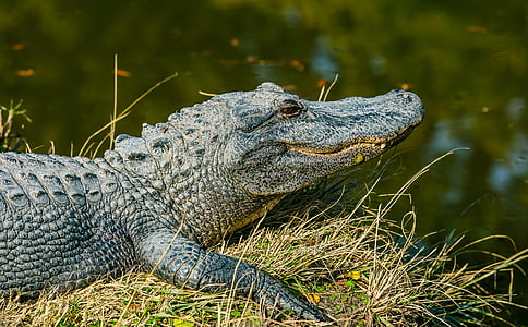 gris, crocodile, près de :, calme, corps, eau, en journée