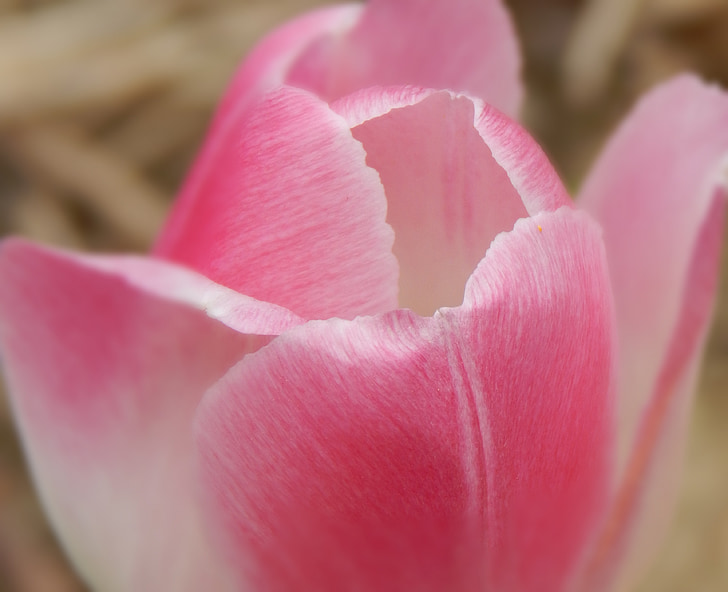 Tulip, Hoa, màu hồng, mùa xuân, Hoa, nở hoa, Blossom