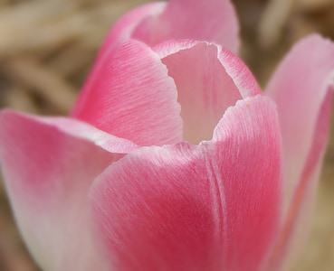 Tulip, blomst, Pink, forår, blomstermotiver, Bloom, Blossom
