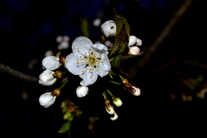 kirsebærtre blomstrer, våren, blomst, vårblomst, hvit, natur, blomster