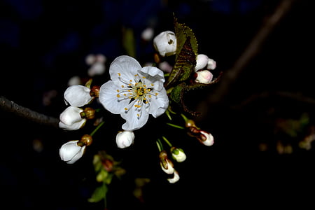 češnjev cvet, pomlad, cvet, spomladi cvet, bela, narave, cvetlični