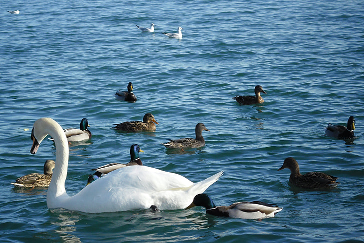 天鹅, 鸭, 鸟类, 滨水区, 巴拉顿湖, balatonfüred, 自然