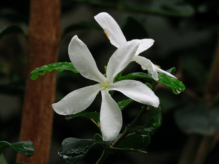 白花, 绽放, 自然, 花, 白色, 开花, 植物区系