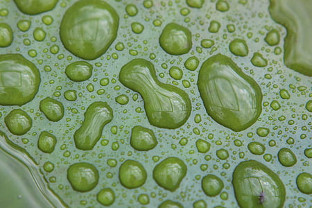 water drops, forms, figures, drops, drop, backgrounds, close-up