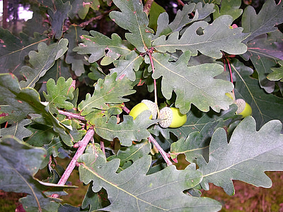 leaves, acorns, oak leaf, green, autumn