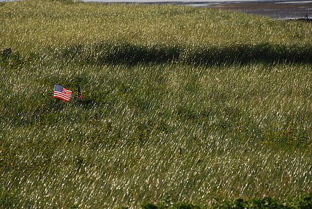 ameriško zastavo, polje, zastavice, trava, travnik, visoko travo, narave