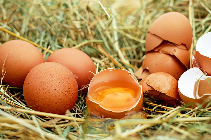 telur, telur ayam, telur mentah, kulit telur, kuning telur, Bio, rumput