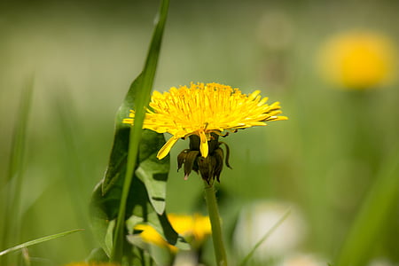 Одуванчик, желтый, цветок, Лютик, Марка, bühen, Весна