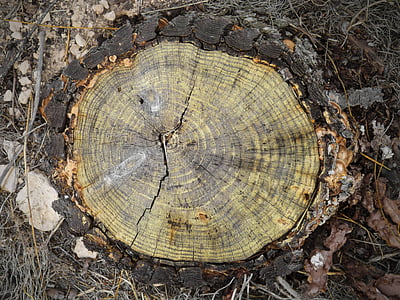 树干, 截面, 戒指, 年龄, 松树, 木材, 割树干