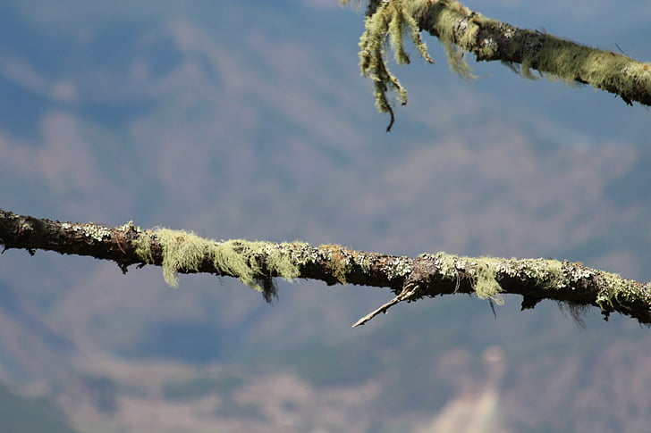 lichen, point de riz, la branche d’un arbre, arbre, fond gris, Direction générale de la, nature