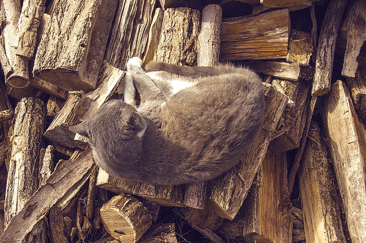 cat, logs, brown, wood, animal