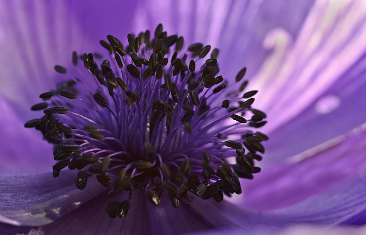 anemone, purple, flower, blossom, bloom, garden, spring