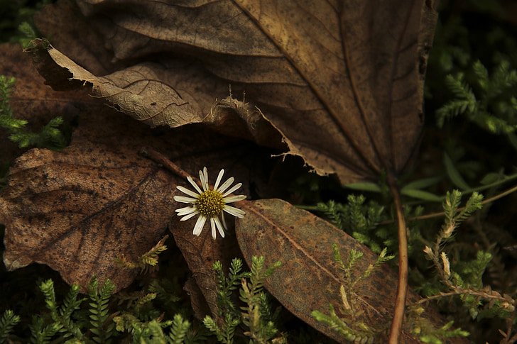квітка, Природа, лист