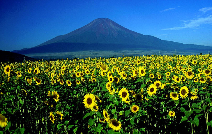 Monte fuji, girassóis, paisagem, Japão, montanha, zona rural, flores