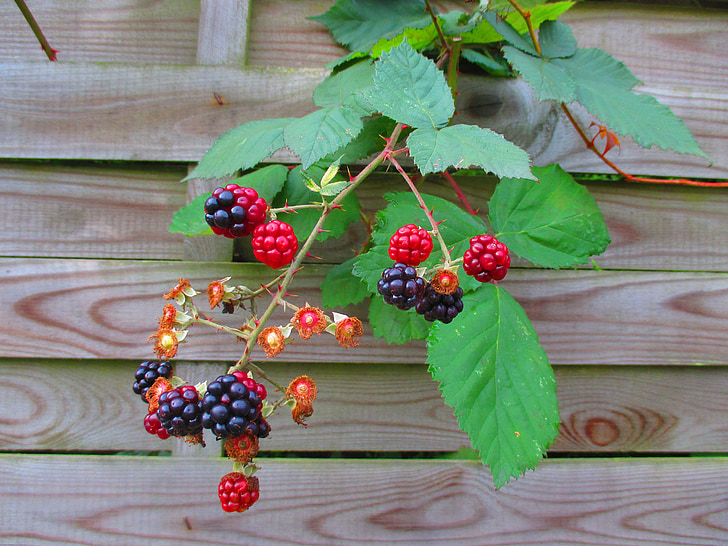 blackberries, fruits, fruit, berries, autumn, branch, red