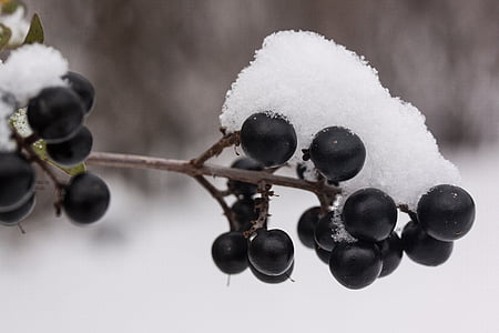 new zealand, snow, white, black, berries, transition, autumn