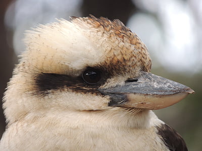 Kookaburra, bec, Australie, oiseau, faune, sauvage, Native