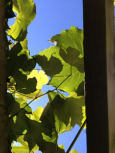 vines, vineyard, light, wine growing, grape, leaves