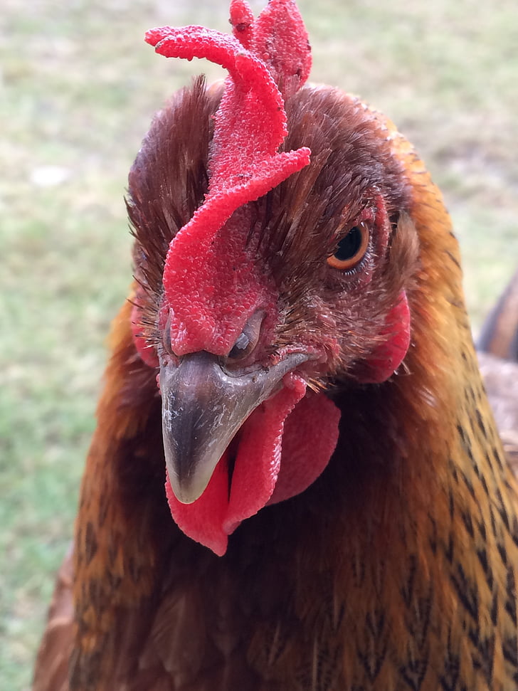 chicken, farm, livestock, chicken - bird, bird, rooster, red