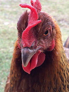 κοτόπουλο, αγρόκτημα, ζωικό κεφάλαιο, κοτόπουλο - πουλί, πουλί, κόκορας, κόκκινο