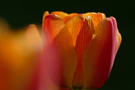 Tulipan, vrt, blizu, cvet, cvet, cvet, narave