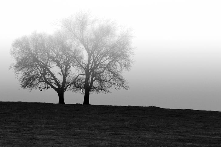 country, tree, fog, landscape, rural, black and white, agriculture