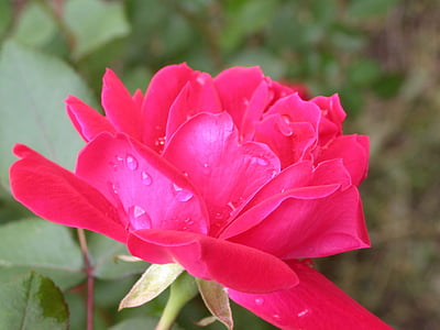Троянда, роси, краплі дощу, Природа, квітка, завод, Кохання