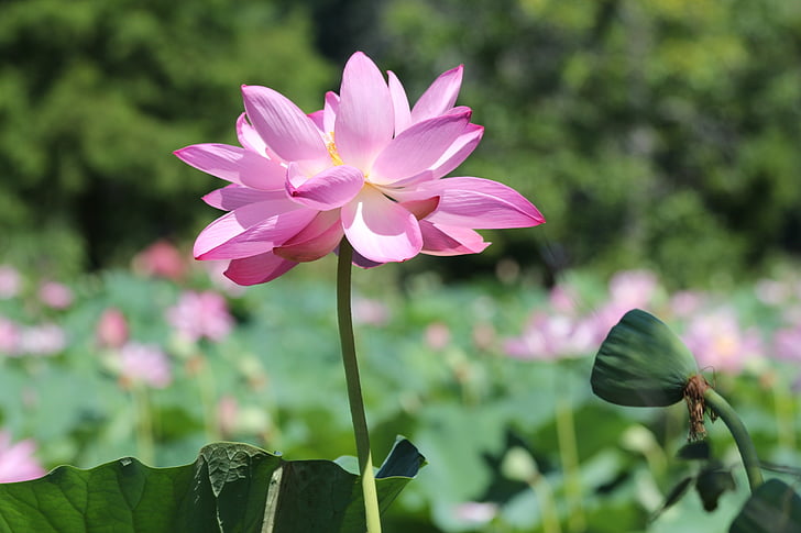 Lotus, fiore, Blossom, fiore di loto, naturale, Bloom, acqua