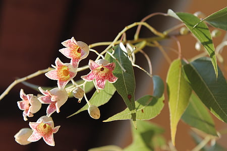 Brachychiton populneus, şişe ağaç, çan çiçekleri