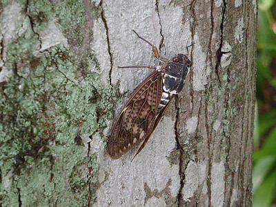 Cicada, kortlivade, intensiv värme, vuxen
