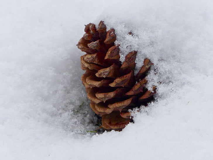 pine cone, nature, tree, snow, covered, winter, forest
