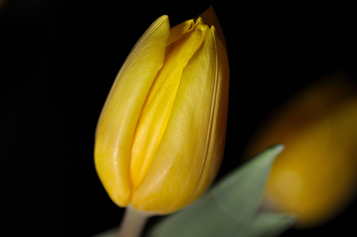 flower, tulip, yellow, blossom, bloom, closed, yellow flower