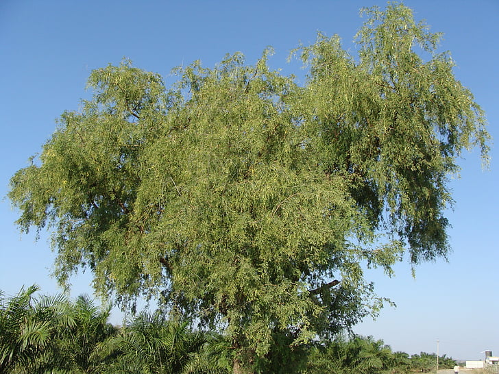 Acacia, Karnataka, India, treet, organisk, landbruk, utendørs