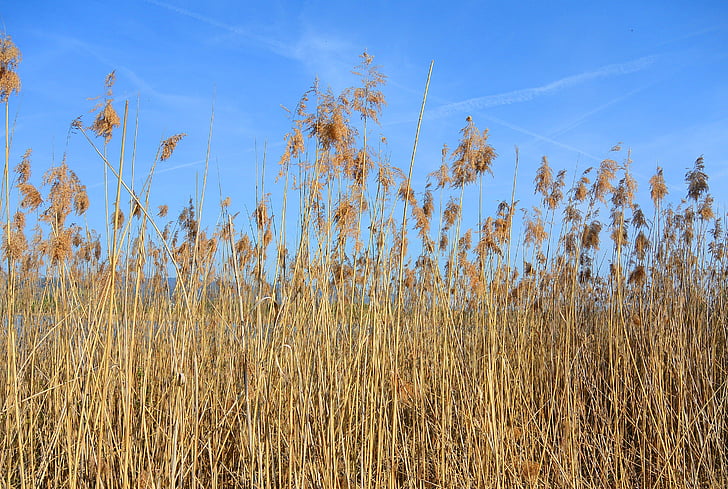reed, nature, pond plant, bank, flora, nature conservation, dry
