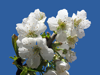 kirsebærtre blomstrer, isolert, blå, våren, Blossom, blomst, påske