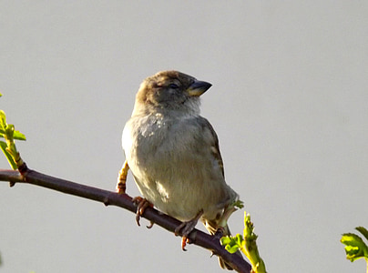 sparrow, birds, casey, bird, animal, nature, wildlife