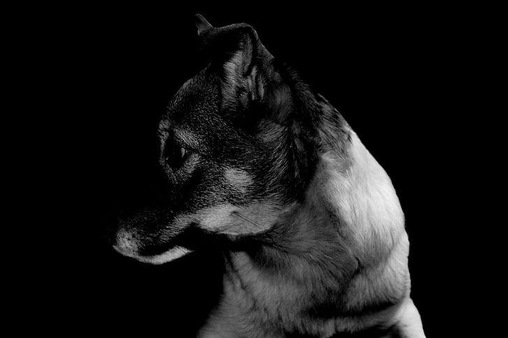 pes, hybridné, Fotografie prírody, zviera portrét, Stredná, biela, ulici pes
