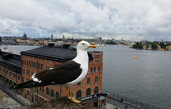 trut, Stockholm, fågelperspektiv, Seagull