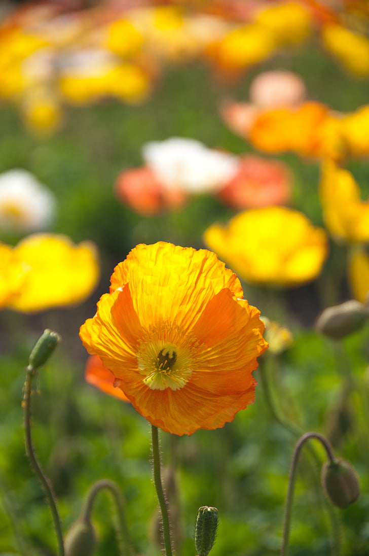 Bloom, květ, Flora, květiny, makro, Příroda, vlčí mák