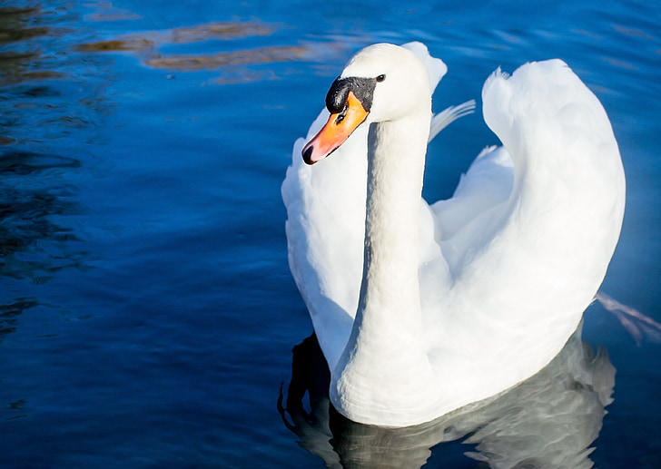 Swan, pasăre, apa, iaz, înot, frumos, alb