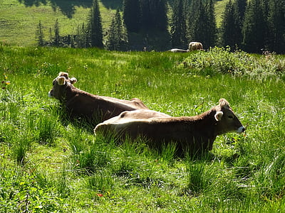 母牛, 瑞士褐, 草甸, 山脉, alm, 太阳