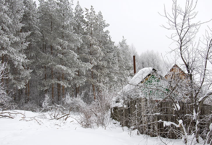 Vinter, skog, huset, furu