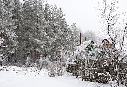 l'hivern, bosc, casa, Pi