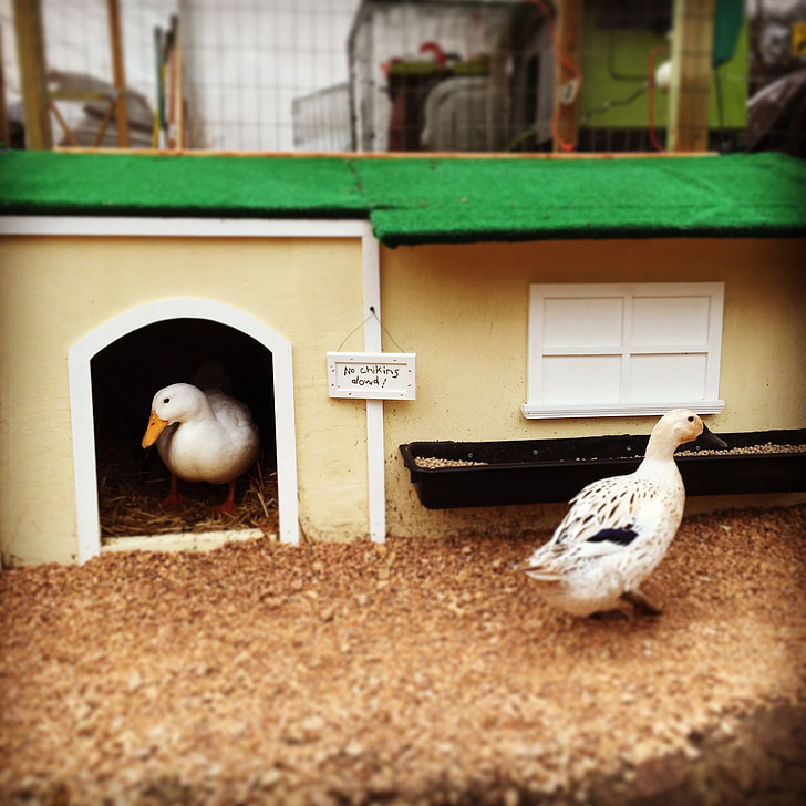 ducks, pekin, welsh harlequin, duck house