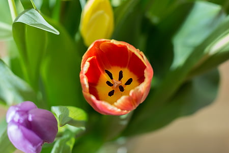 Tulipaner, forbundsregeringen, buket, blomster, blomst