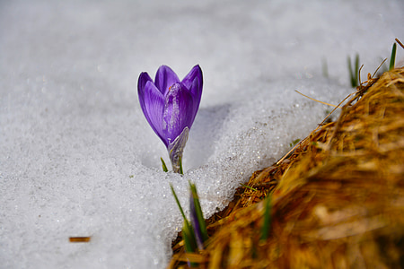 krokus, bloem, lente, berg, natuur, sneeuw, chochołowska vallei tatra