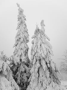 trees, ice, frost, landscape, nature, hoarfrost, ripe