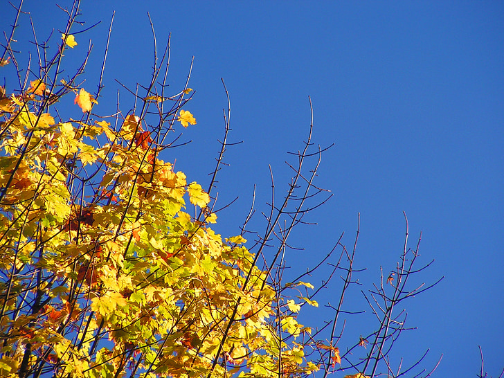δέντρο, το φθινόπωρο, χρώματα, φύλλα, φύση, υποκατάστημα, κλαδιά δέντρων