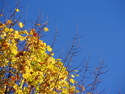 tree, autumn, colors, leaves, nature, branch, tree branches