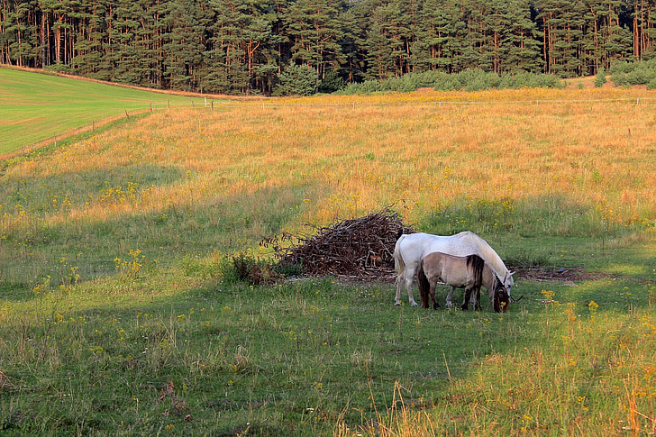 Paddock, con ngựa, khớp nối, ăn cỏ, lĩnh vực, đồng cỏ, Thiên nhiên